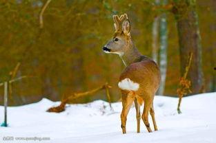 狍子先生爆料视频播放全集,背后惊人真相大曝光